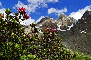 81 Rossi rododendri con Cima di Preda Rossa